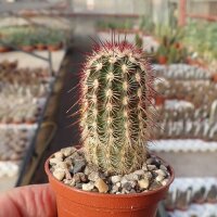 Echinocereus viridiflorus ssp. cylindricus