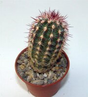 Echinocereus viridiflorus ssp. cylindricus