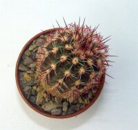 Echinocereus viridiflorus ssp. cylindricus