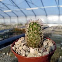 Echinocereus viridiflorus ssp. cylindricus