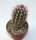 Echinocereus viridiflorus ssp. cylindricus
