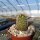 Echinocereus viridiflorus ssp. cylindricus