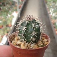 Echinocereus viridiflorus ssp. davisii