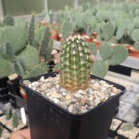 Echinocereus viridiflorus v. robustior HK 1007 (dw)