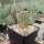 Echinocereus viridiflorus v. robustior HK 1007 (dw)