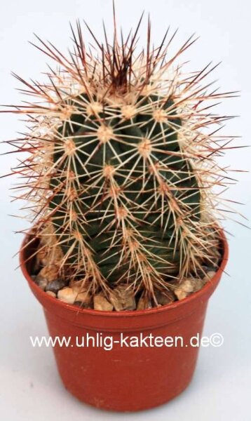 Echinocereus X roetteri AG 12 P13