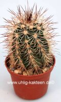 Echinocereus X roetteri AG 12 P13
