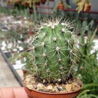 Echinocereus X roetteri Jarilla, Mts, NM, USA