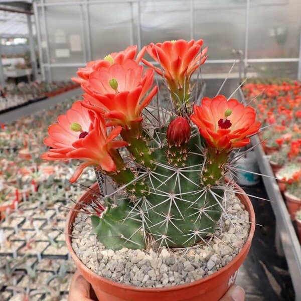 Echinocereus coccineus-Hybr. (dw)
