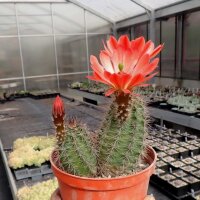 Echinocereus coccineus-Hybr. (dw)