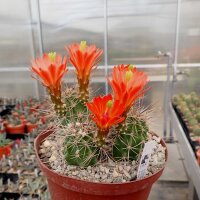 Echinocereus coccineus-Hybr. (dw)