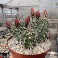 Echinocereus coccineus-Hybr. (dw)