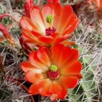 Echinocereus coccineus-Hybr. (dw)