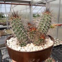 Echinocereus coccineus-Hybr. (dw)