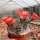 Echinocereus coccineus-Hybr. (dw)