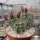 Echinocereus coccineus-Hybr. (dw)