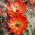 Echinocereus coccineus-Hybr. (dw)