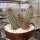 Echinocereus coccineus-Hybr. (dw)