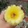 Echinopsis aurea v. fallax