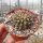 Echinopsis aurea v. fallax