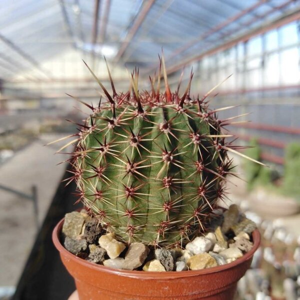 Echinopsis aurea VoS 1317