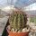 Echinopsis aurea VoS 1317
