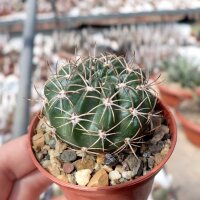 Echinopsis cardenasiana