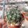 Echinopsis cardenasiana