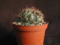 Echinopsis cardenasiana WR 498
