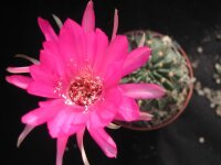 Echinopsis cardenasiana WR 498