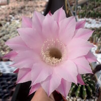 Echinopsis eyriesii