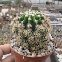 Echinopsis eyriesii