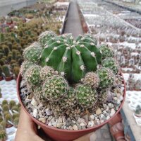 Echinopsis eyriesii