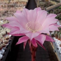 Echinopsis eyriesii