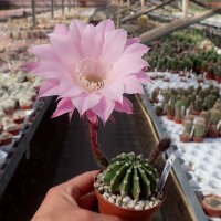 Echinopsis eyriesii