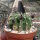 Echinopsis eyriesii