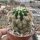Echinopsis eyriesii