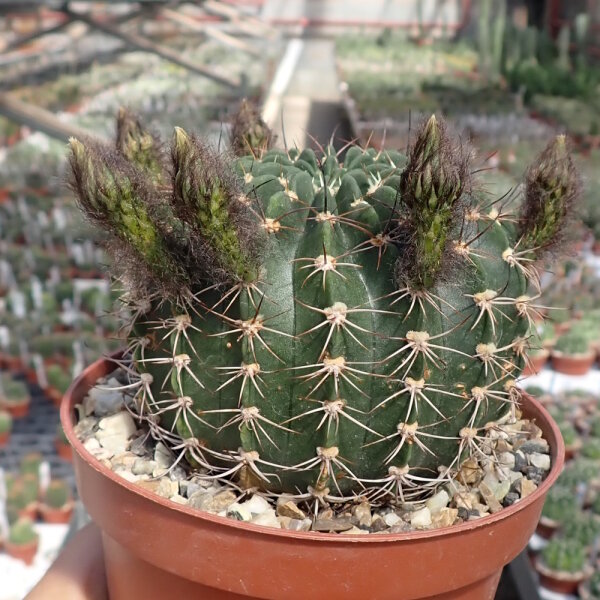 Echinopsis kratochviliana