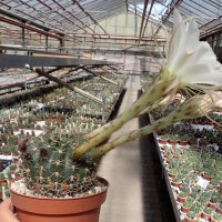 Echinopsis kratochviliana