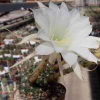 Echinopsis kratochviliana