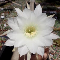 Echinopsis kratochviliana