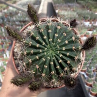 Echinopsis kratochviliana