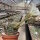 Echinopsis kratochviliana