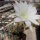 Echinopsis kratochviliana