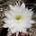 Echinopsis kratochviliana
