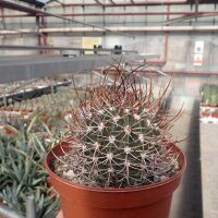 Echinopsis leucantha