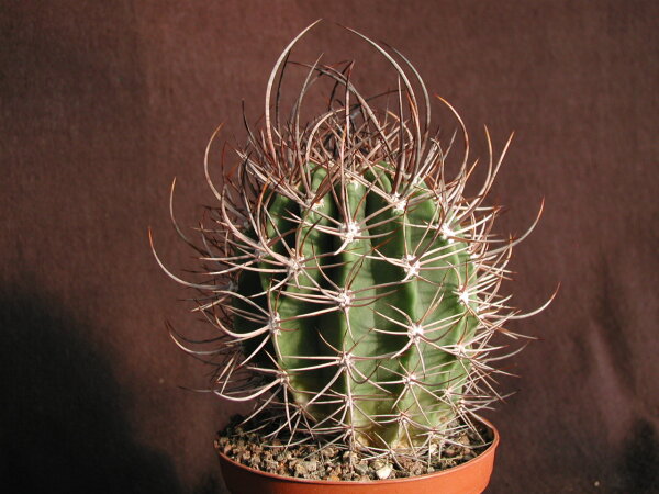 Echinopsis leucantha ZJ 162