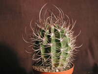 Echinopsis leucantha ZJ 162