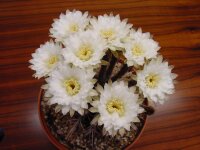 Echinopsis leucantha ZJ 162
