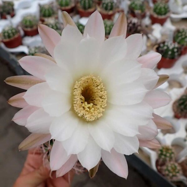 Echinopsis leucantha ZJ 173